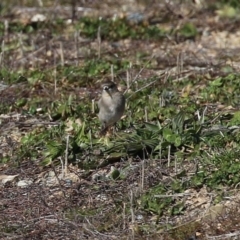 Petroica phoenicea at Environa, NSW - 31 Jul 2024 01:18 PM