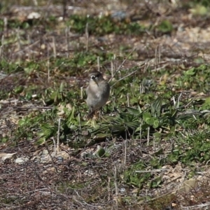 Petroica phoenicea at Environa, NSW - 31 Jul 2024