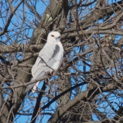 Elanus axillaris (Black-shouldered Kite) at Environa, NSW - 31 Jul 2024 by RodDeb