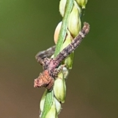 Stephanopis sp. (genus) at Alstonville, NSW - 31 Jul 2024 by Hejor1