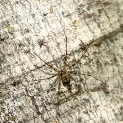 Tamopsis sp. (genus) (Two-tailed spider) at Alstonville, NSW - 31 Jul 2024 by Hejor1