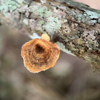 zz flat polypore - not white(ish) at Alstonville, NSW - 31 Jul 2024 by Hejor1