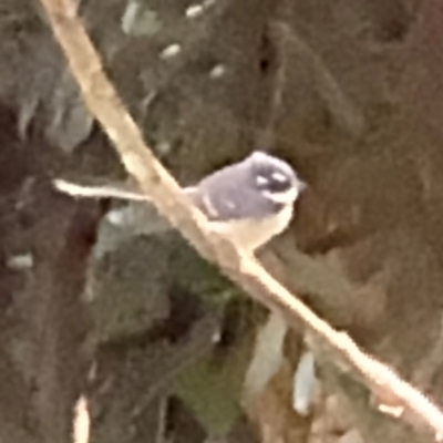 Rhipidura albiscapa (Grey Fantail) at Alstonville, NSW - 31 Jul 2024 by Hejor1