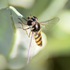 Melangyna sp. (genus) (Hover Fly) at Alstonville, NSW - 31 Jul 2024 by Hejor1