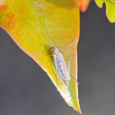 Chironomidae (family) (Non-biting Midge) at Alstonville, NSW - 30 Jul 2024 by Hejor1