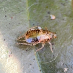 Blattidae sp. (family) (Unidentified blattid cockroach) at Alstonville, NSW - 30 Jul 2024 by Hejor1