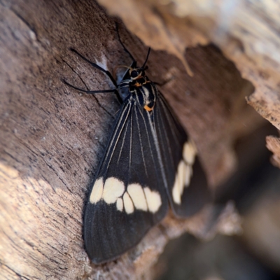 Nyctemera (genus) (A Tiger moth (Arctiini)) at Alstonville, NSW - 31 Jul 2024 by Hejor1