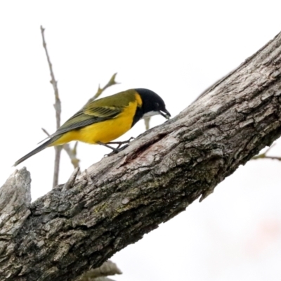 Pachycephala pectoralis (Golden Whistler) at Higgins, ACT - 22 Jul 2024 by AlisonMilton