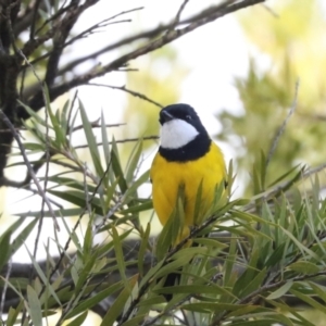 Pachycephala pectoralis at Higgins, ACT - 22 Jul 2024