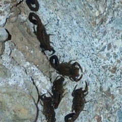 Lychas marmoreus at Watson, ACT - suppressed