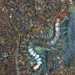 Cormocephalus aurantiipes (Orange-legged Centipede) at Watson, ACT - 31 Jul 2024 by MPW