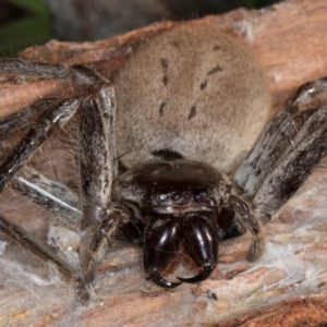 Isopeda canberrana at Melba, ACT - 30 Jul 2024 01:44 PM