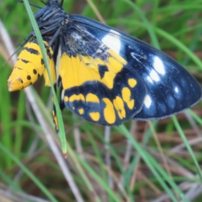 Unidentified Moth (Lepidoptera) at Shelburne, QLD - 31 Jul 2024 by lbradley