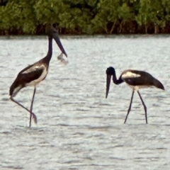 Ephippiorhynchus asiaticus (Black-necked Stork) at Mission River, QLD - 31 Jul 2024 by lbradley