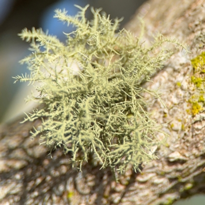 Usnea sp. (genus) at New Italy, NSW - 30 Jul 2024 by Hejor1