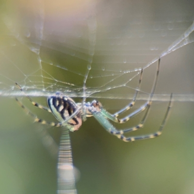 Leucauge dromedaria at New Italy, NSW - 30 Jul 2024 by Hejor1