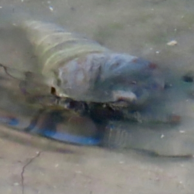 Unidentified Sea Snail or Limpet (Gastropoda) at Mission River, QLD - 31 Jul 2024 by lbradley