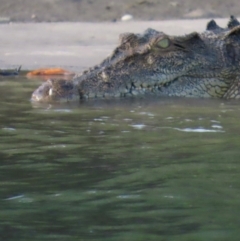 Crocodylus porosus (Saltwater Crocodile, Estuarine Crocodile) at Mission River, QLD - 31 Jul 2024 by lbradley