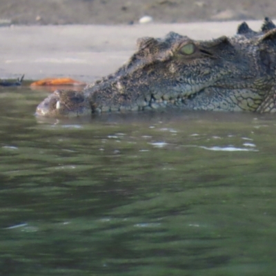 Crocodylus porosus (Saltwater Crocodile, Estuarine Crocodile) at Mission River, QLD - 31 Jul 2024 by lbradley