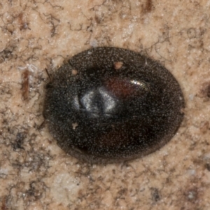 Coccinellidae (family) at Melba, ACT - 30 Jul 2024 02:40 PM