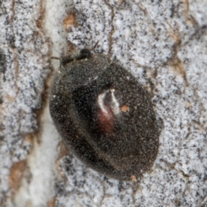 Coccinellidae (family) at Melba, ACT - 30 Jul 2024 02:40 PM