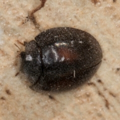 Coccinellidae (family) at Melba, ACT - 30 Jul 2024 02:40 PM