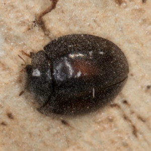 Coccinellidae (family) at Melba, ACT - 30 Jul 2024 02:40 PM