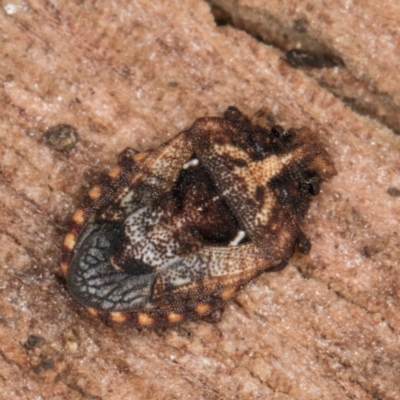 Dandinus crassus (Shield or Stink bug) at Melba, ACT - 30 Jul 2024 by kasiaaus