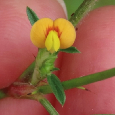 Unidentified Pea at Shelburne, QLD - 31 Jul 2024 by lbradley