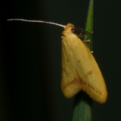 Aeolothapsa malacella (A Concealer moth) at Freshwater Creek, VIC - 5 Nov 2022 by WendyEM