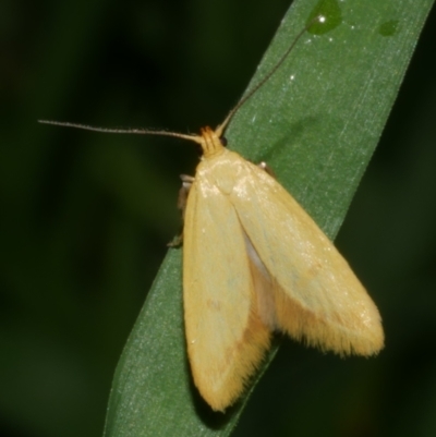 Aeolothapsa malacella (A Concealer moth) at Freshwater Creek, VIC - 6 Nov 2022 by WendyEM