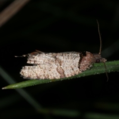 Rupicolana orthias (A tortrix or leafroller moth) at Freshwater Creek, VIC - 6 Nov 2022 by WendyEM