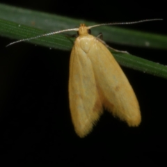 Aeolothapsa malacella (A Concealer moth) at Freshwater Creek, VIC - 8 Nov 2022 by WendyEM