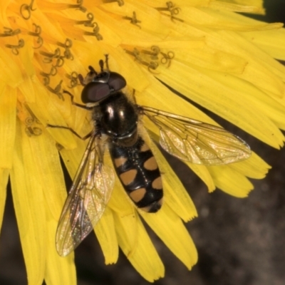 Melangyna viridiceps (Hover fly) at Melba, ACT - 30 Jul 2024 by kasiaaus