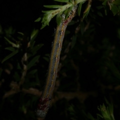 Chlenias (genus) (A looper moth) at Freshwater Creek, VIC - 8 Nov 2022 by WendyEM