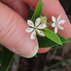 Schelhammera multiflora at Shelburne, QLD - 31 Jul 2024 by lbradley