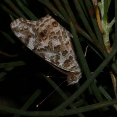 Vanessa kershawi (Australian Painted Lady) at Freshwater Creek, VIC - 8 Nov 2022 by WendyEM