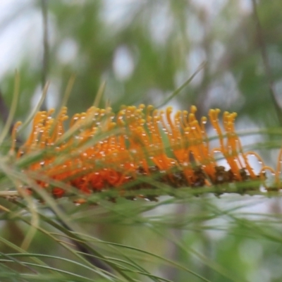 Grevillea pteridifolia (Darwin Silky Oak) at Shelburne, QLD - 31 Jul 2024 by lbradley