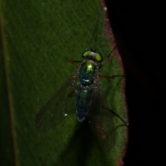 Sciapodinae (subfamily) (A long-legged fly) at Freshwater Creek, VIC - 8 Nov 2022 by WendyEM