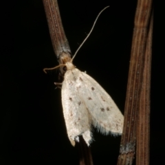 Atheropla psammodes (A Concealer moth (Eulechria group)) at Freshwater Creek, VIC - 9 Nov 2022 by WendyEM