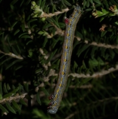 Chlenias (genus) (A looper moth) at Freshwater Creek, VIC - 9 Nov 2022 by WendyEM