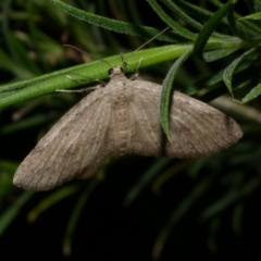 Poecilasthena scoliota (A Geometer moth (Larentiinae)) at Freshwater Creek, VIC - 9 Nov 2022 by WendyEM