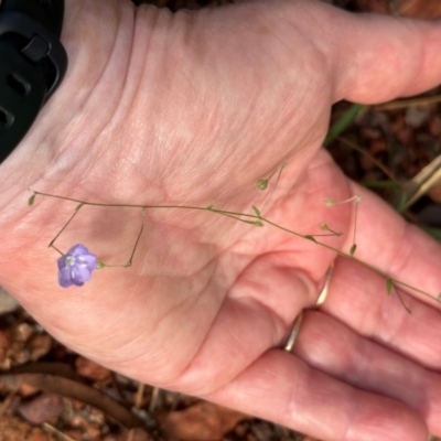 Evolvulus alsinoides var. decumbens at Shelburne, QLD - 31 Jul 2024 by lbradley