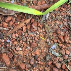 Evolvulus alsinoides at Shelburne, QLD - 31 Jul 2024 10:05 AM