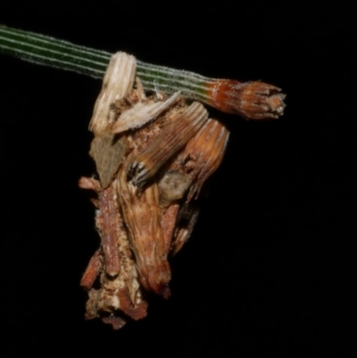 Lepidoscia lainodes (A Case moth (Psychidae)) at Freshwater Creek, VIC - 9 Nov 2022 by WendyEM