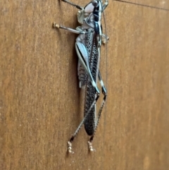 Unidentified Katydid (Tettigoniidae) at Shelburne, QLD - 31 Jul 2024 by lbradley