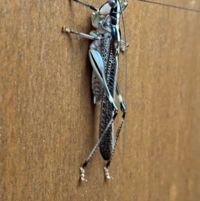 Unidentified Katydid (Tettigoniidae) at Shelburne, QLD - 31 Jul 2024 by lbradley