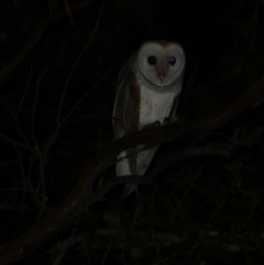 Tyto alba (Barn Owl) at Freshwater Creek, VIC - 9 Nov 2022 by WendyEM