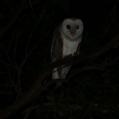 Tyto alba (Barn Owl) at Freshwater Creek, VIC - 9 Nov 2022 by WendyEM