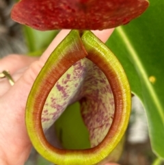 Nepenthes mirabilis (Tropical Pitcher Plant) at Shelburne, QLD - 30 Jul 2024 by lbradley